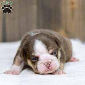 Marina Mocha, English Bulldog Puppy